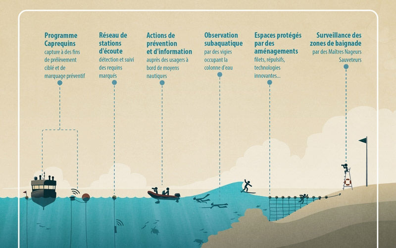 Réduction-du-risque-requin-à-Ile-de-la-Réunion