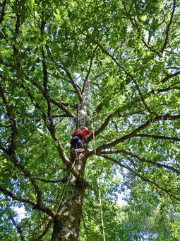 Grimpe d'arbres 001 - Tous droits réservés - Vincent Bouchet - Photothèque sportsdenature.gouv.fr