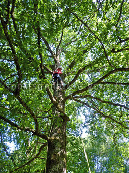 Grimpe d'arbres 002 - Tous droits réservés - Vincent Bouchet - Photothèque sportsdenature.gouv.fr